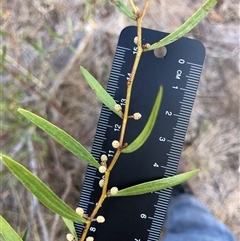 Acacia hakeoides at Crowther, NSW - 14 May 2025 by Frecko