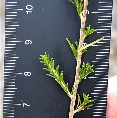 Cassinia sifton at Crowther, NSW - 14 May 2025 by Frecko