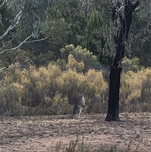 Macropus giganteus (Eastern Grey Kangaroo) at Ghan, NT - Yesterday by Frecko