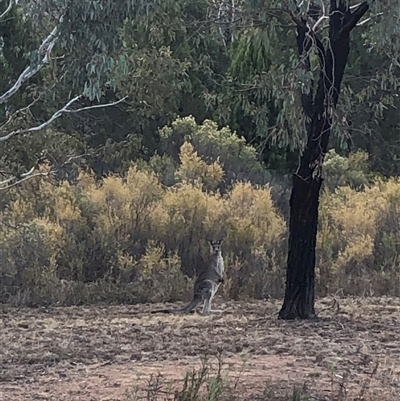 Macropus giganteus (Eastern Grey Kangaroo) at Crowther, NSW - 14 May 2025 by Frecko