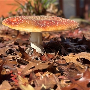 Amanita muscaria at Richardson, ACT - Yesterday by BeraniBear