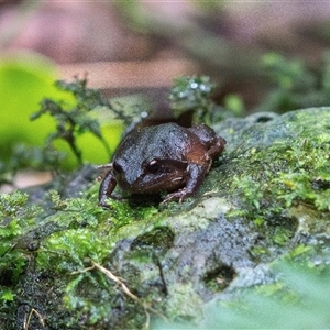 Philoria loveridgei (Loveridge's Frog, Masked Mountainfrog) at Southern Lamington, QLD - 26 Dec 2023 by MichaelBedingfield