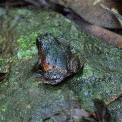 Philoria loveridgei at Southern Lamington, QLD - suppressed