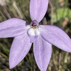 Glossodia major at Laguna, NSW - 1 Sep 2024 by Wirrimbirra