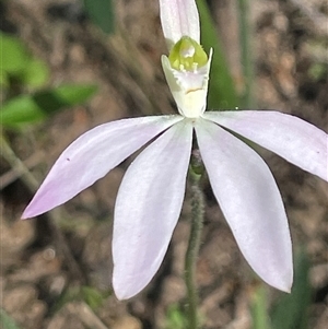 Caladenia catenata at Laguna, NSW - 1 Sep 2024 by Wirrimbirra