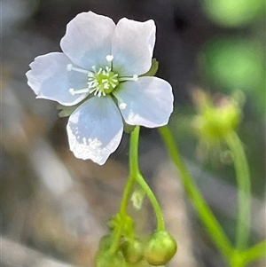 Unverified Other Wildflower or Herb at Laguna, NSW - 1 Sep 2024 by Wirrimbirra