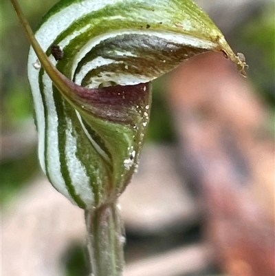 Pterostylis concinna (Trim Greenhood) at Laguna, NSW - 11 Aug 2024 by Wirrimbirra