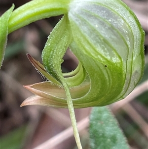 Pterostylis nutans at Laguna, NSW - 11 Aug 2024 by Wirrimbirra