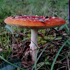 Amanita muscaria (Fly Agaric) at Bodalla, NSW - 13 May 2025 by Teresa