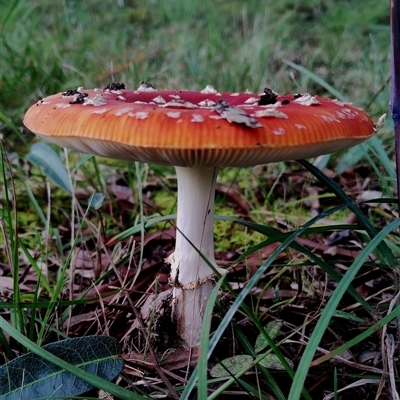 Amanita muscaria (Fly Agaric) at Bodalla, NSW - 13 May 2025 by Teresa