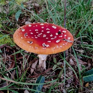 Amanita muscaria at Bodalla, NSW - 13 May 2025 02:00 PM