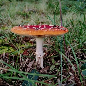 Amanita muscaria at Bodalla, NSW - 13 May 2025 02:00 PM