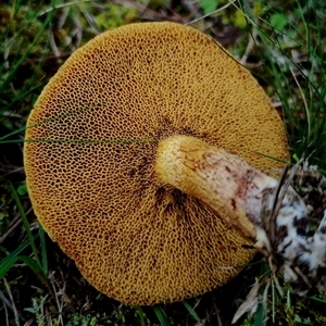Suillus granulatus (Weeping Bolete) at Bodalla, NSW - 13 May 2025 by Teresa