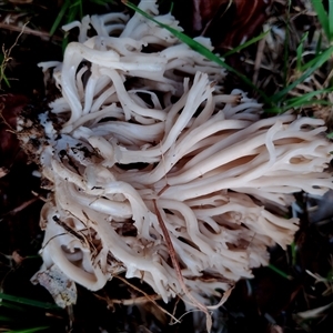 Unverified Coralloid fungus, markedly branched at Bodalla, NSW - 13 May 2025 by Teresa