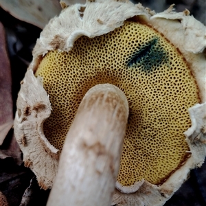 Boletellus sp. (Boletellus) at Bodalla, NSW - 13 May 2025 by Teresa