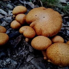 Gymnopilus junonius (Spectacular Rustgill) at Bodalla, NSW - 13 May 2025 by Teresa