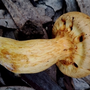 Gymnopilus junonius at Bodalla, NSW - 13 May 2025 02:28 PM