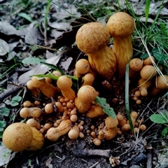 Gymnopilus junonius at Bodalla, NSW - 13 May 2025 02:28 PM