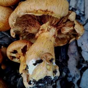 Gymnopilus junonius at Bodalla, NSW - 13 May 2025 02:28 PM