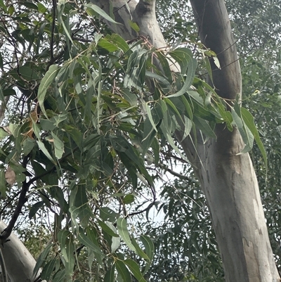 Eucalyptus saligna at Mount Kembla, NSW - 15 May 2025 by kate_keight