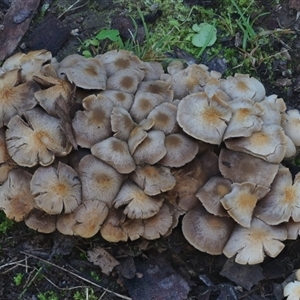 Unverified Cap on a stem; gills below cap [mushrooms or mushroom-like] by Teresa