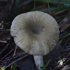 Russula sp. (genus) (Russula) at Bodalla, NSW - 15 May 2025 by Teresa