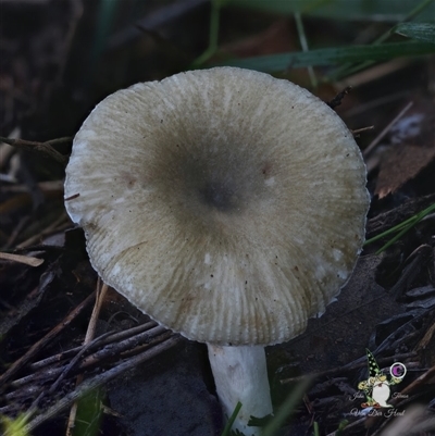 Russula sp. (genus) (Russula) at Bodalla, NSW - 15 May 2025 by Teresa