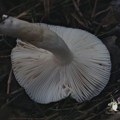 Russula sp. (genus) at Bodalla, NSW - suppressed