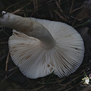 Russula sp. (genus) at Bodalla, NSW - suppressed