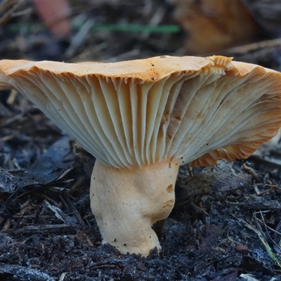 Unverified Cap on a stem; gills below cap [mushrooms or mushroom-like] by Teresa