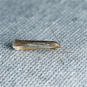 Philobota (genus) at Harrison, ACT - suppressed