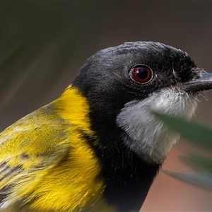 Pachycephala pectoralis at Symonston, ACT - 6 May 2025 by rawshorty
