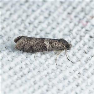 Lepidoscia (genus) ADULT by DPRees125