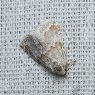 Eublemma amoena (Crown Moth) by DPRees125