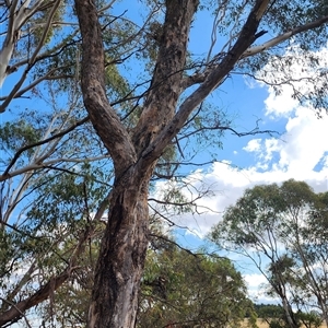 Eucalyptus bridgesiana at Shadforth, NSW - 15 Apr 2025 by WannaBeBot