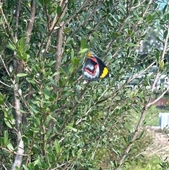 Delias nigrina (Black Jezebel) at Majors Creek, NSW - Today by story