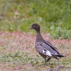 Chenonetta jubata at Uriarra Village, ACT - Yesterday by PeteRav