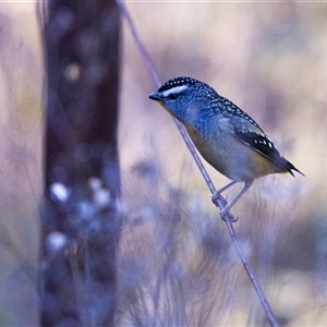 Pardalotus punctatus at Uriarra Village, ACT - Today by PeteRav