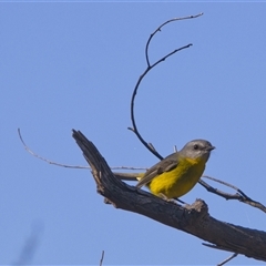 Eopsaltria australis (Eastern Yellow Robin) at Coree, ACT - 15 May 2025 by PeteRav
