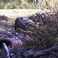 Vombatus ursinus (Common wombat, Bare-nosed Wombat) at Uriarra Village, ACT - 15 May 2025 by PeteRav