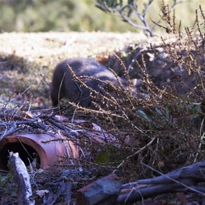 Vombatus ursinus (Common wombat, Bare-nosed Wombat) at Uriarra Village, ACT - 15 May 2025 by PeteRav