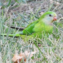 Polytelis swainsonii (Superb Parrot) at Kambah, ACT - 15 May 2025 by JohnBundock