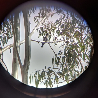 Geophaps scripta scripta (Southern Squatter Pigeon) at Texas, NSW - 28 Aug 2019 by Flemo