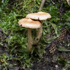 Unverified Cap on a stem; gills below cap [mushrooms or mushroom-like] at Acton, ACT - 14 May 2025 by jsgould49