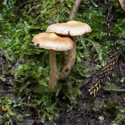 Unverified Cap on a stem; gills below cap [mushrooms or mushroom-like] at Acton, ACT - 14 May 2025 by jsgould49