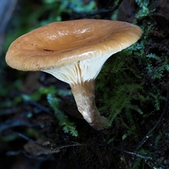 Unverified Cap on a stem; gills below cap [mushrooms or mushroom-like] at Acton, ACT - 14 May 2025 by jsgould49