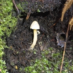 Unverified Fungus at Acton, ACT - 14 May 2025 by jsgould49