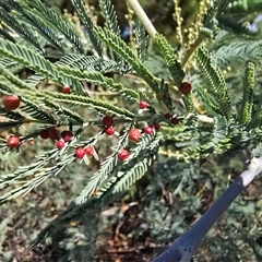 Austroacacidiplosis botrycephalae (A Gall Midge) at Mawson, ACT - Today by Mike