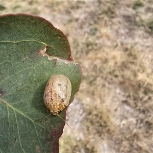 Paropsis atomaria (Eucalyptus leaf beetle) at Mawson, ACT - Yesterday by Mike