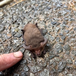 Nyctophilus gouldi at Lorne, NSW - 15 May 2025 03:59 PM